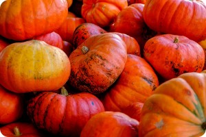 rsz_pumpkin variety